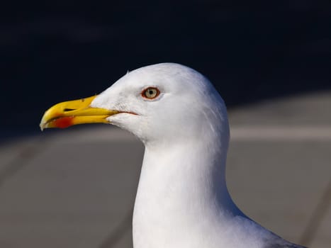  portrait of awhite white seagull 