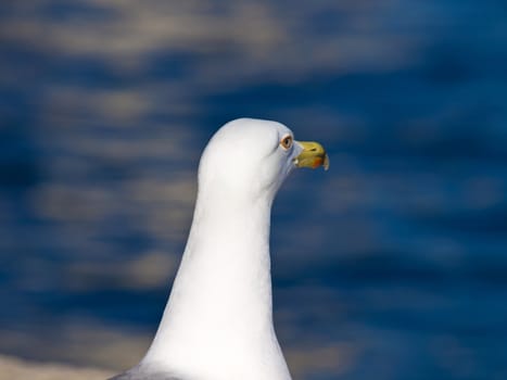 portrait of a white seagull