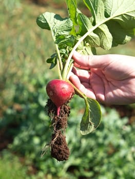  red little radish in the hand 