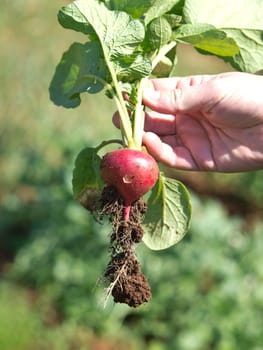 little radish piked from the soil