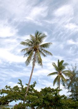 The coconut tree is one that grows and the sky behind.
