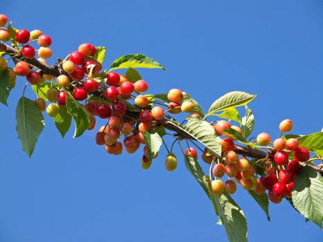 branch of red sweet cherries