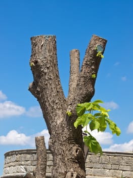 tree in the spring with cut branches