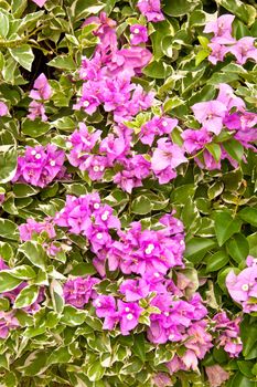 Lots of purple flowers. Growth in trees.