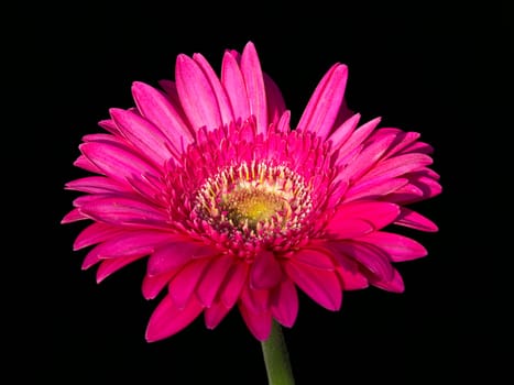 red gerber flower isolated on black background