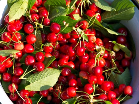 sweet fresh cherries  from the tree in a bowl