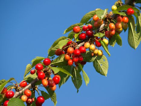 branch with sweet red cherries