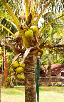 Many green coconut at tree in a garden.