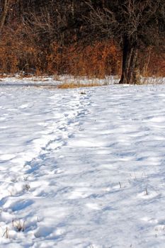 wild boar ( sus scrofa ) tracks going towards the forest