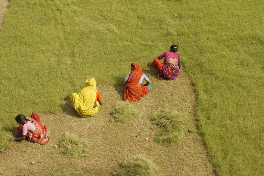 Group of Indian woman cutting grass by hand at the Taj Mahal in Agra, Uttar Pradesh, India.