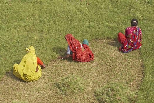 Group of Indian woman cutting grass by hand at the Taj Mahal in Agra, Uttar Pradesh, India.