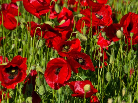 field of red poppy flowers