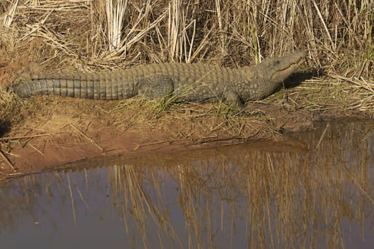 Nile Crocodile (Crocodylus Niloticus) basking on the bank of lake in South Africa