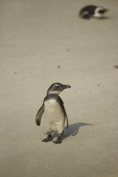 Young African Penguin (Spheniscus demersus) on a sandy beach at Boulders near Cape Town in South Africa