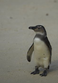 Young African Penguin (Spheniscus demersus) on a sandy beach at Boulders near Cape Town in South Africa