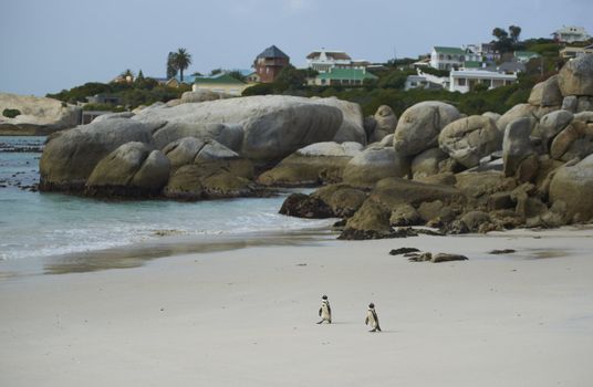 African Penguins (Spheniscus demersus) on a sandy beach at Boulders near Cape Town in South Africa