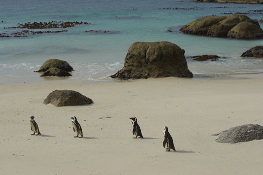 Group of African Penguins (Spheniscus demersus) on a sandy beach at Boulders near Cape Town in South Africa