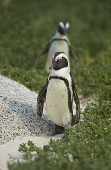 African Penguins (Spheniscus demersus) walking along a sandy beach at Boulders near Cape Town in South Africa