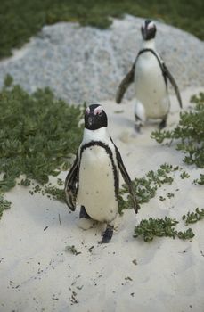 African Penguins (Spheniscus demersus) walking along a sandy beach at Boulders near Cape Town in South Africa