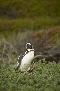 African Penguin (Spheniscus demersus) in vegetation at Boulders near Cape Town in South Africa