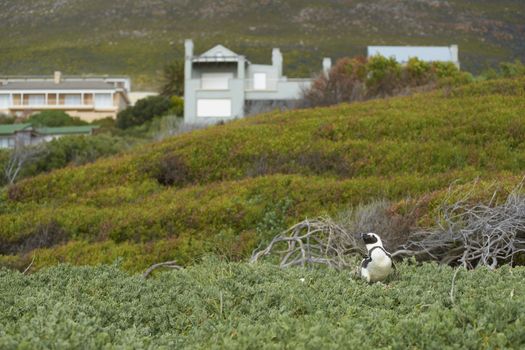African Penguin (Spheniscus demersus) in vegetation at Boulders near Cape Town in South Africa
