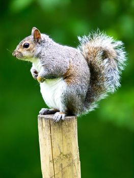 squirrel siting on the wooden post