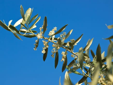 olive tree flowers in the spring