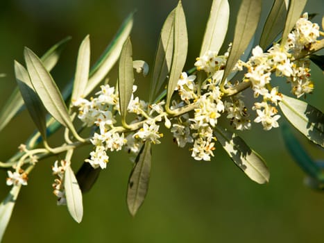 olive tree flowers in the spring