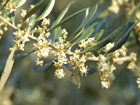 olive tree flowers in the spring