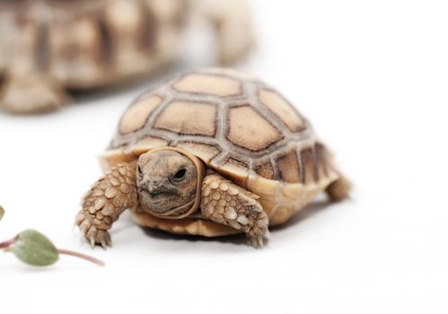 African Spurred Tortoise (Geochelone sulcata) isolated on white background