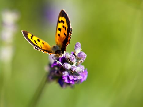 butterfly on the lavander flower