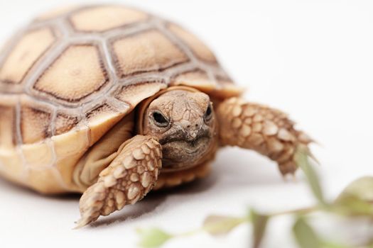 African Spurred Tortoise (Geochelone sulcata) isolated on white background