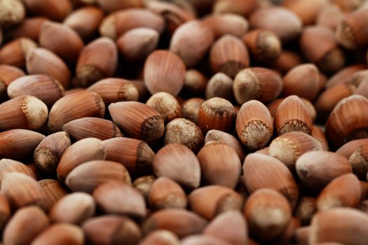 Hazelnut close up isolated (background)