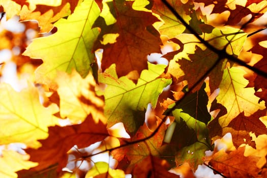 Autumn maple leaves background