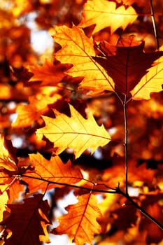 Autumn maple leaves background