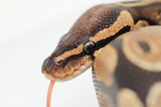 Ball Python close up (Python Regius)