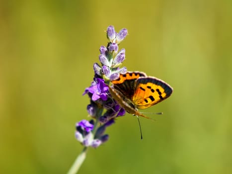 butterfly resting on the flower of lavander