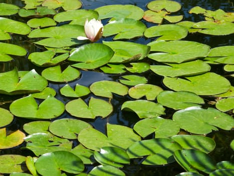 water lilly and green leafs in the lake
