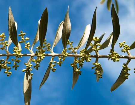 branch of young olive tree before flowering