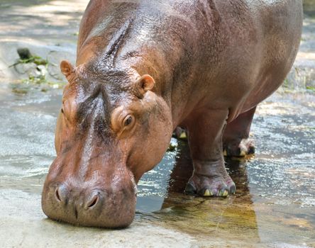 Hippopotamus