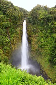 Hawaii Akaka Falls - Hawaiian waterfall on Big Island. Beautiful pristine nature landscape scene showing the famous waterfall, Akaka falls in lush scenery.