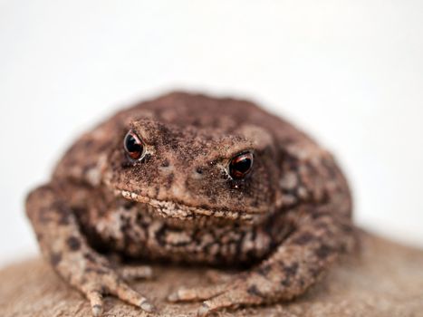 little brown toad relaxing after hard day