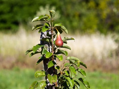 young fresh pear hanging on sunshine