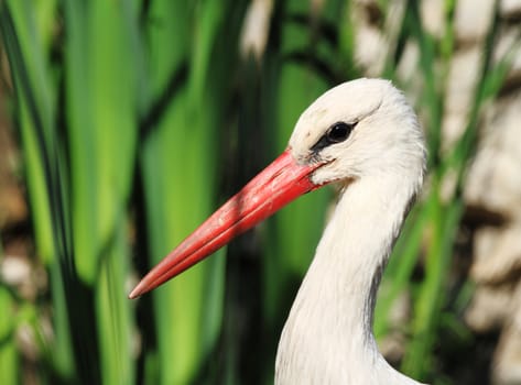 Head of a stork on the lake background