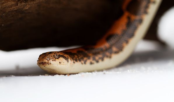 Kenyan Sand Boa (Eryx colubrinus) 