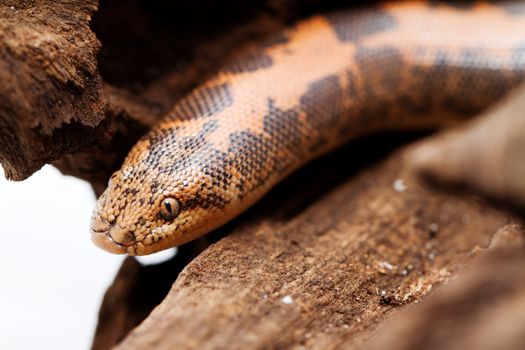 Kenyan Sand Boa (Eryx colubrinus) 