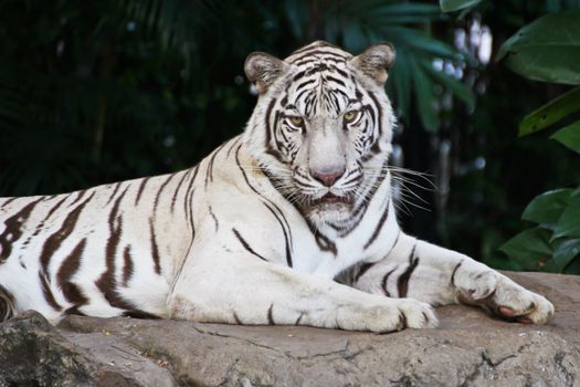 White tiger