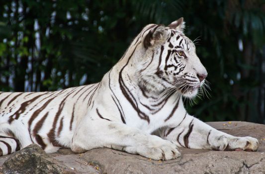 White tiger