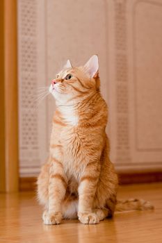 A young ginger tabby cat on the wooden floor
