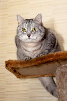 A sitting grey tabby cat
